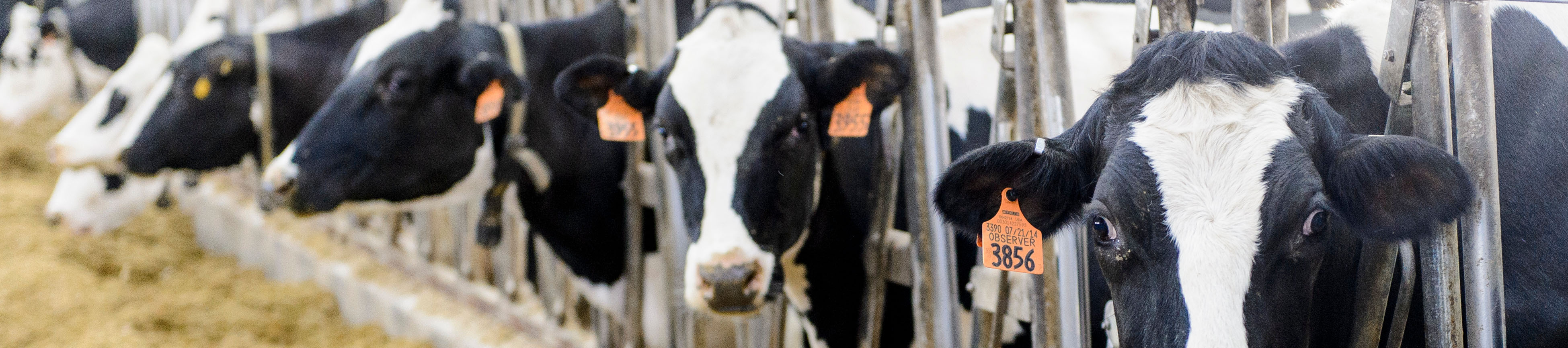 Helping dairy farms improve economic performance